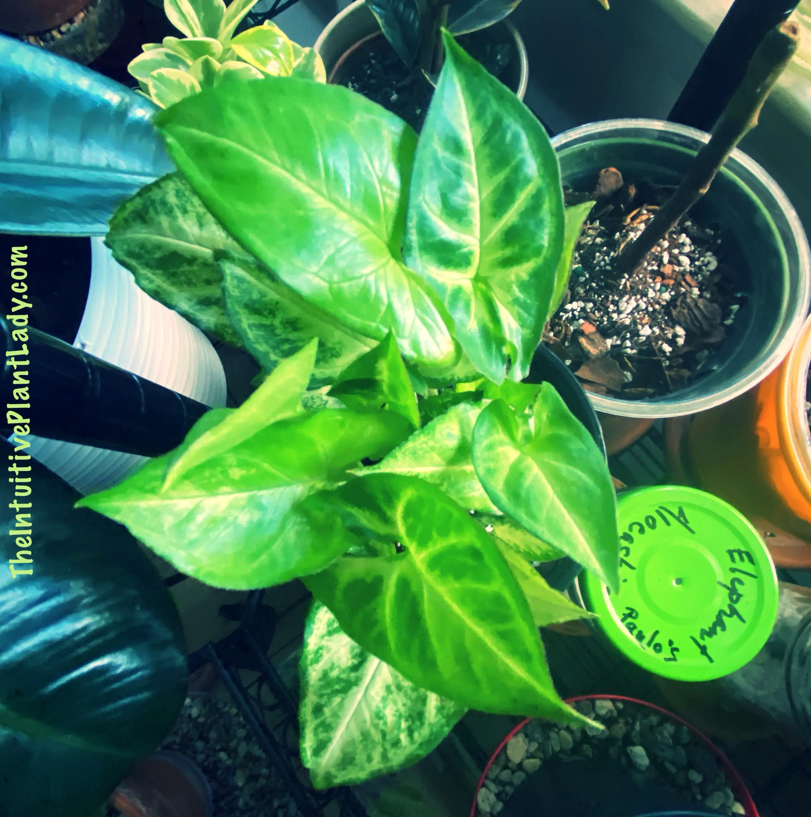 Photo of the plant species Arrowhead Plant by @AngelCowgirl named Dama Robusta on Greg, the plant care app