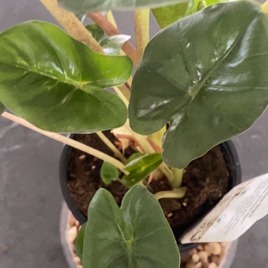 Photo of the plant species Elephant Ear by @AngelCowgirl named Nigra on Greg, the plant care app