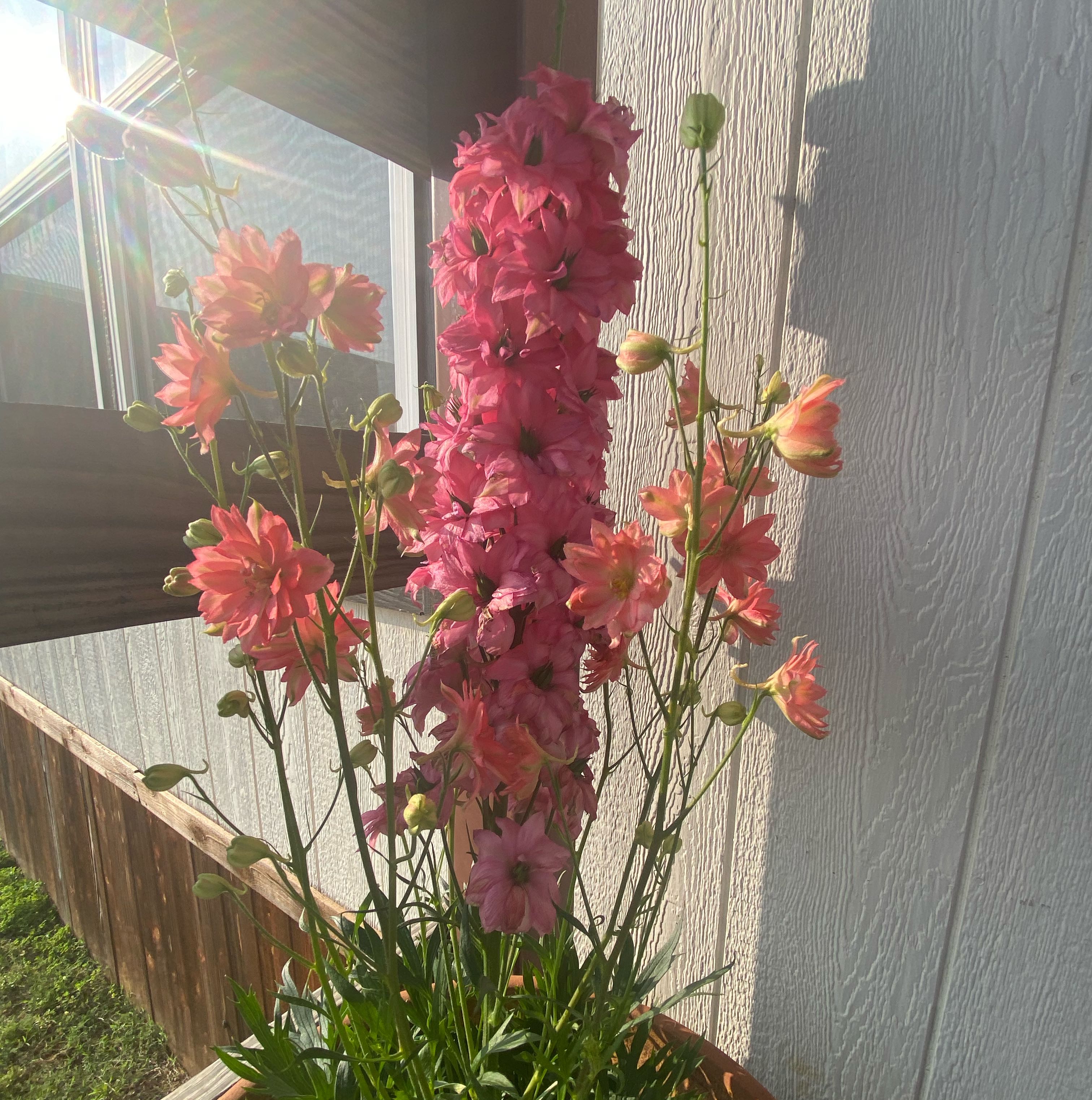 Photo of the plant species Delphinium 'Red Lark' by @AngelCowgirl named Alegro on Greg, the plant care app