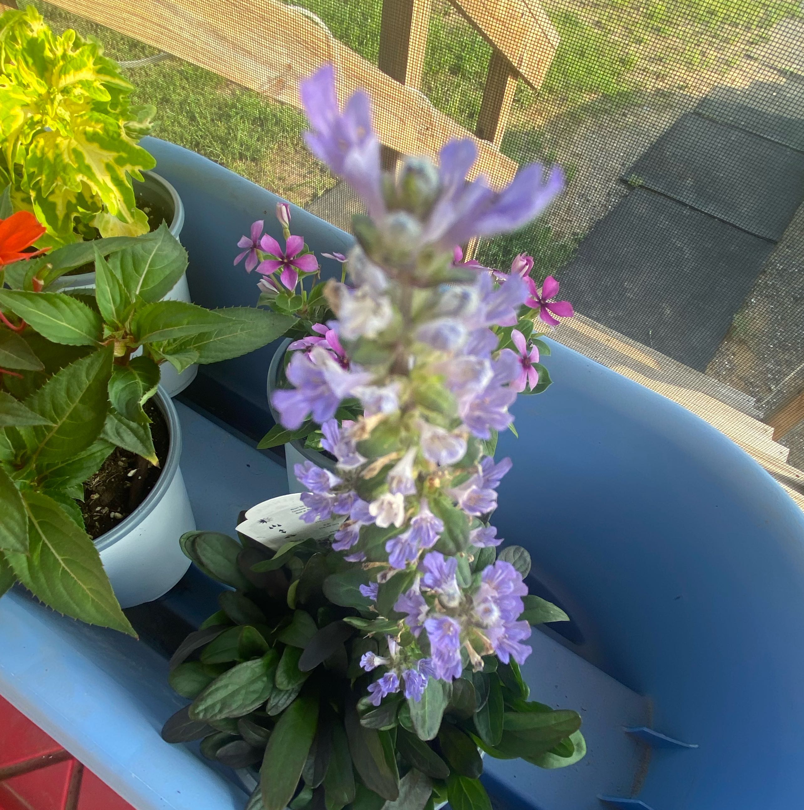 Photo of the plant species Bugleweed 'Purple' by @AngelCowgirl named Choco Chippy on Greg, the plant care app