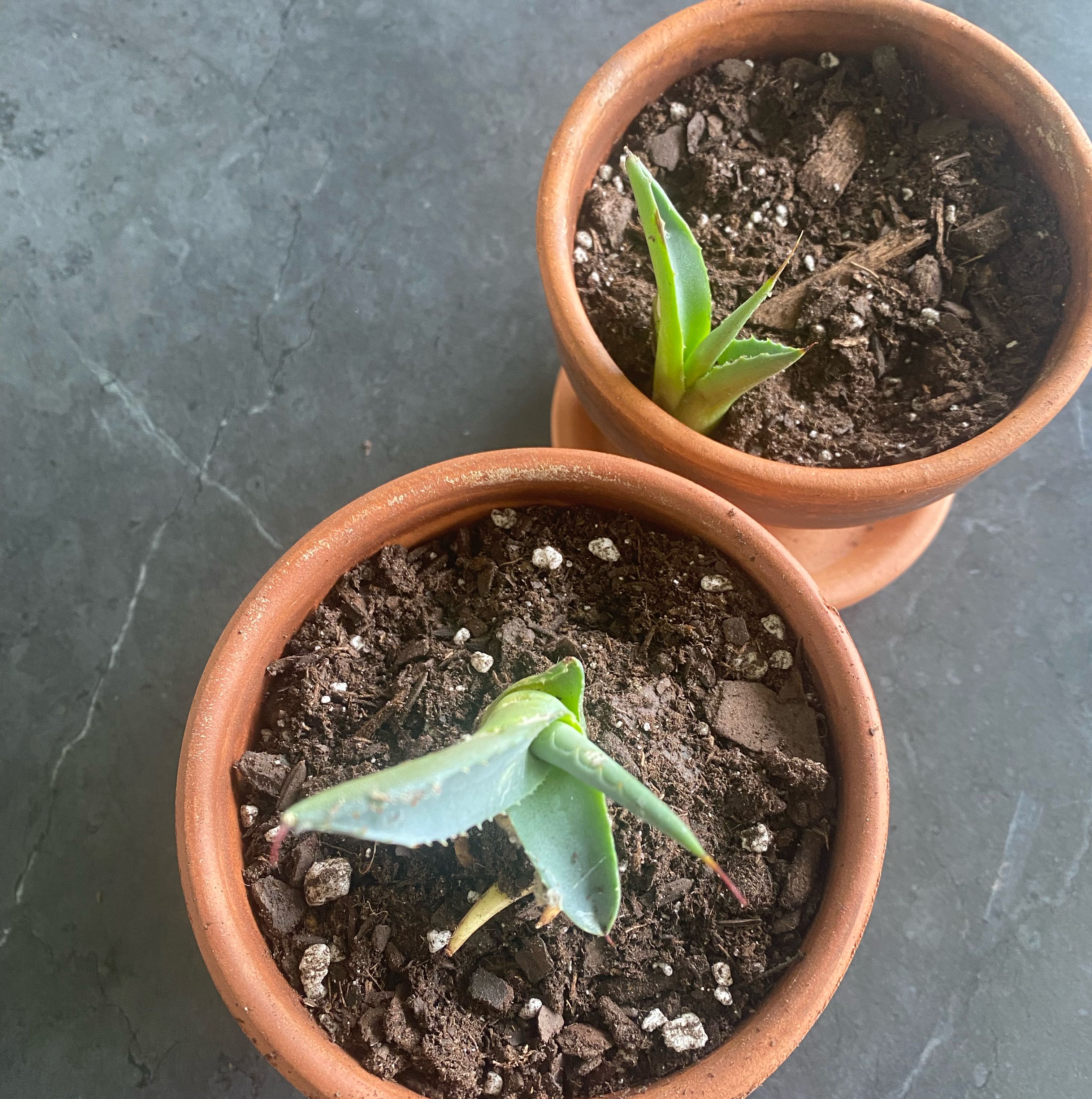 Photo of the plant species Agave by @AngelCowgirl named Aga & Ave on Greg, the plant care app