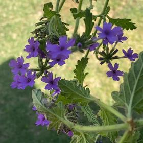 Photo of the plant species Verbena canadensis by @AngelCowgirl named Vern on Greg, the plant care app