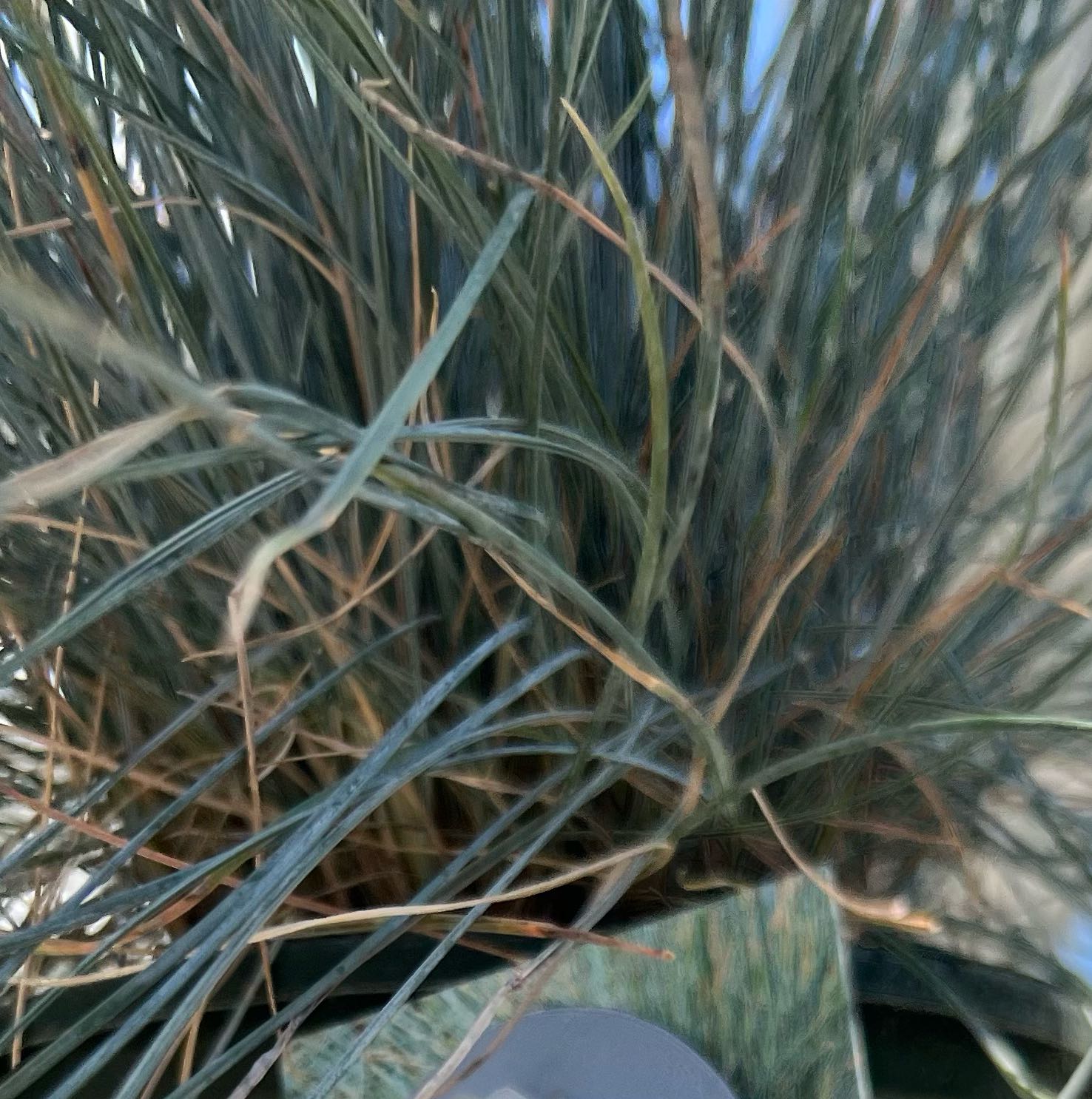 Photo of the plant species Blue Fescue by @DandyJonquil named Elementals on Greg, the plant care app