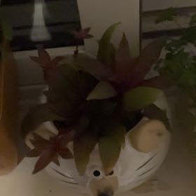 Photo of the plant species Curly Jade by @BreezyPaleyucca named cheese on Greg, the plant care app