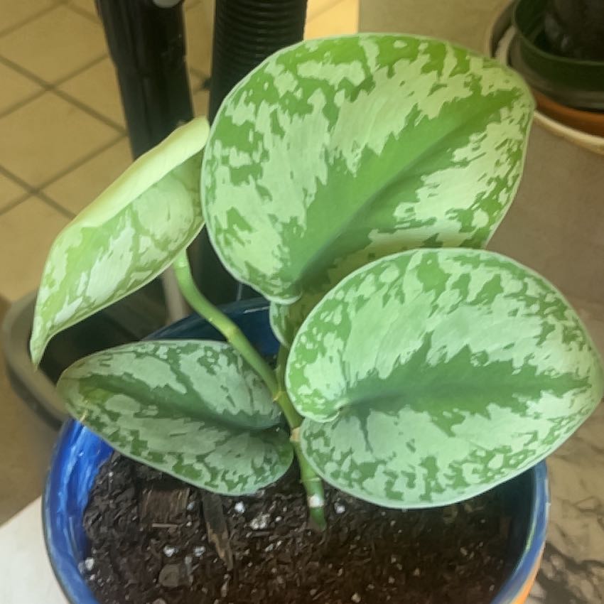 Photo of the plant species Scindapsus pictus 'Silver Splash' by @Mooch92 named Clooney on Greg, the plant care app