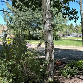 Photo of the plant species Mountain Paper Birch by @SunnyTinybluet named Kardashian on Greg, the plant care app