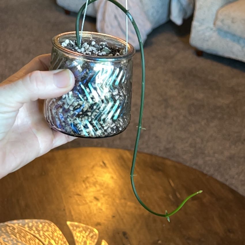 Photo of the plant species Bushman's Pipe by @GladAcajou named Naomi on Greg, the plant care app