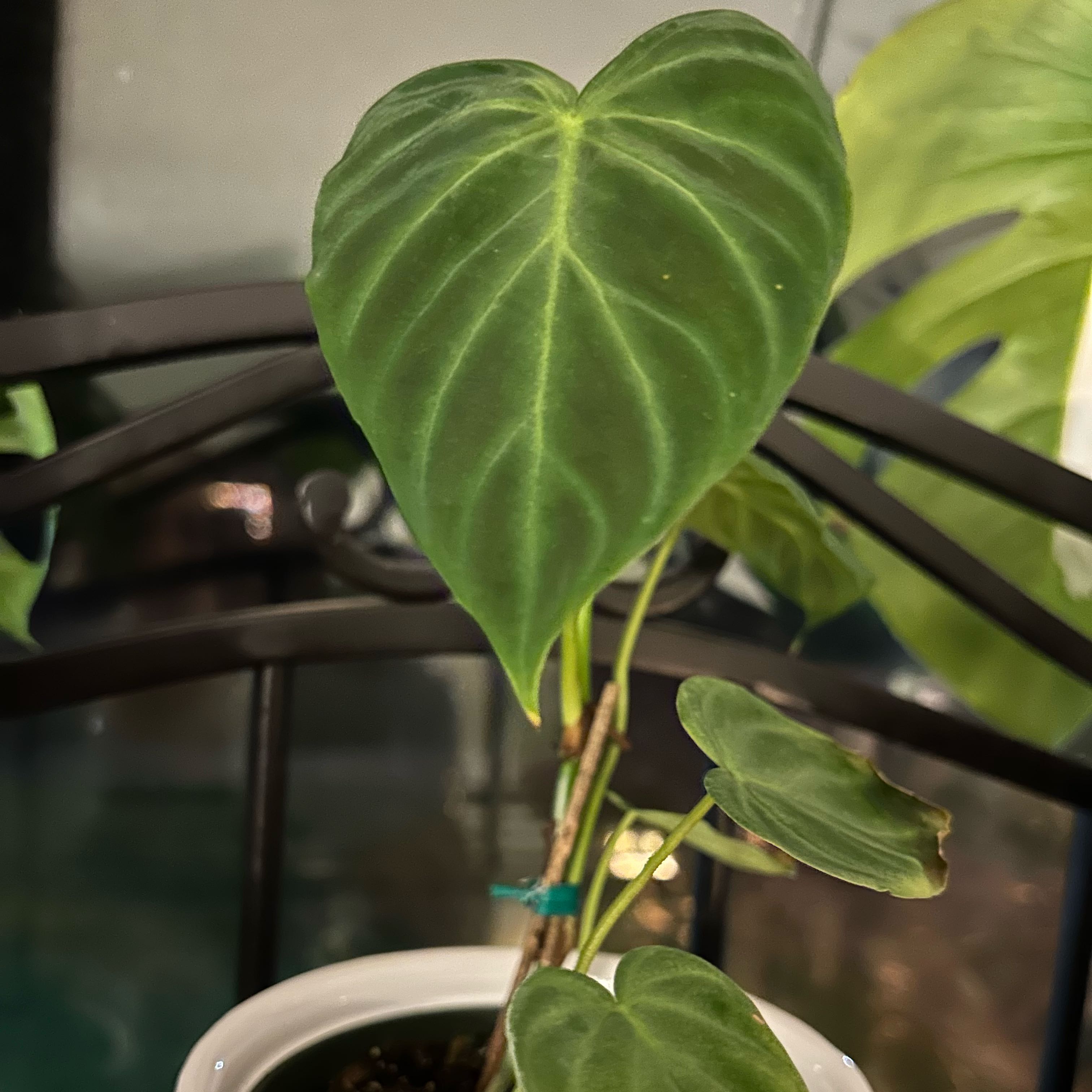 Photo of the plant species Philodendron verrucosum 'Amazon Sunset' by @GladAcajou named Treeyoncé on Greg, the plant care app