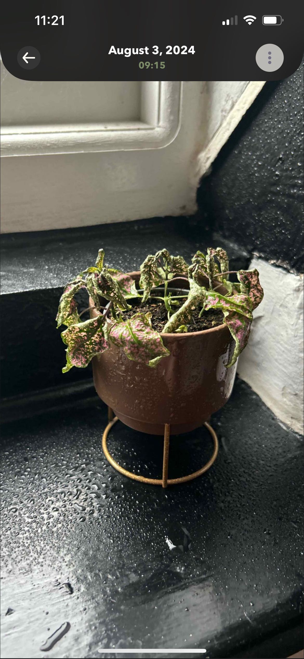 Photo from the post