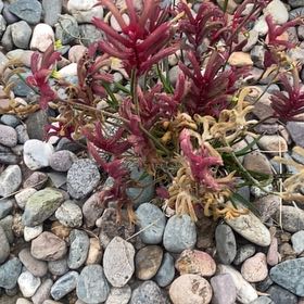 Photo of the plant species Astragalus monspessulanus by @DeanMontbretia named Oscar on Greg, the plant care app