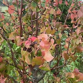 Photo of the plant species European Pear by @MotherStonepine named ChloroPhil on Greg, the plant care app
