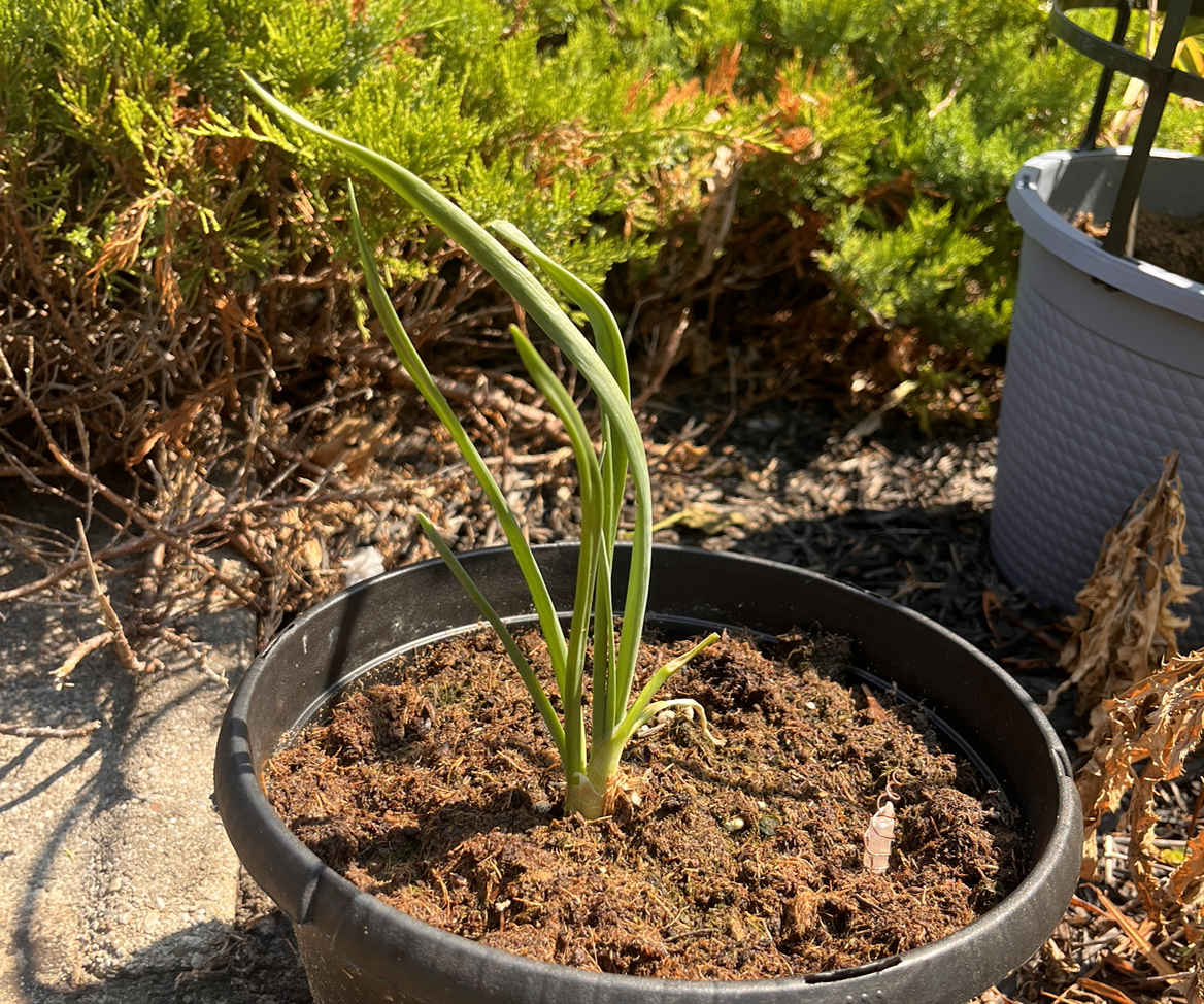 Photo of the plant species Tree Onion by @AssertiveFicus named Hot ROD on Greg, the plant care app