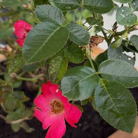 Photo of the plant species Joseph's Coat Rose by @UberSpringdraba named Athena on Greg, the plant care app