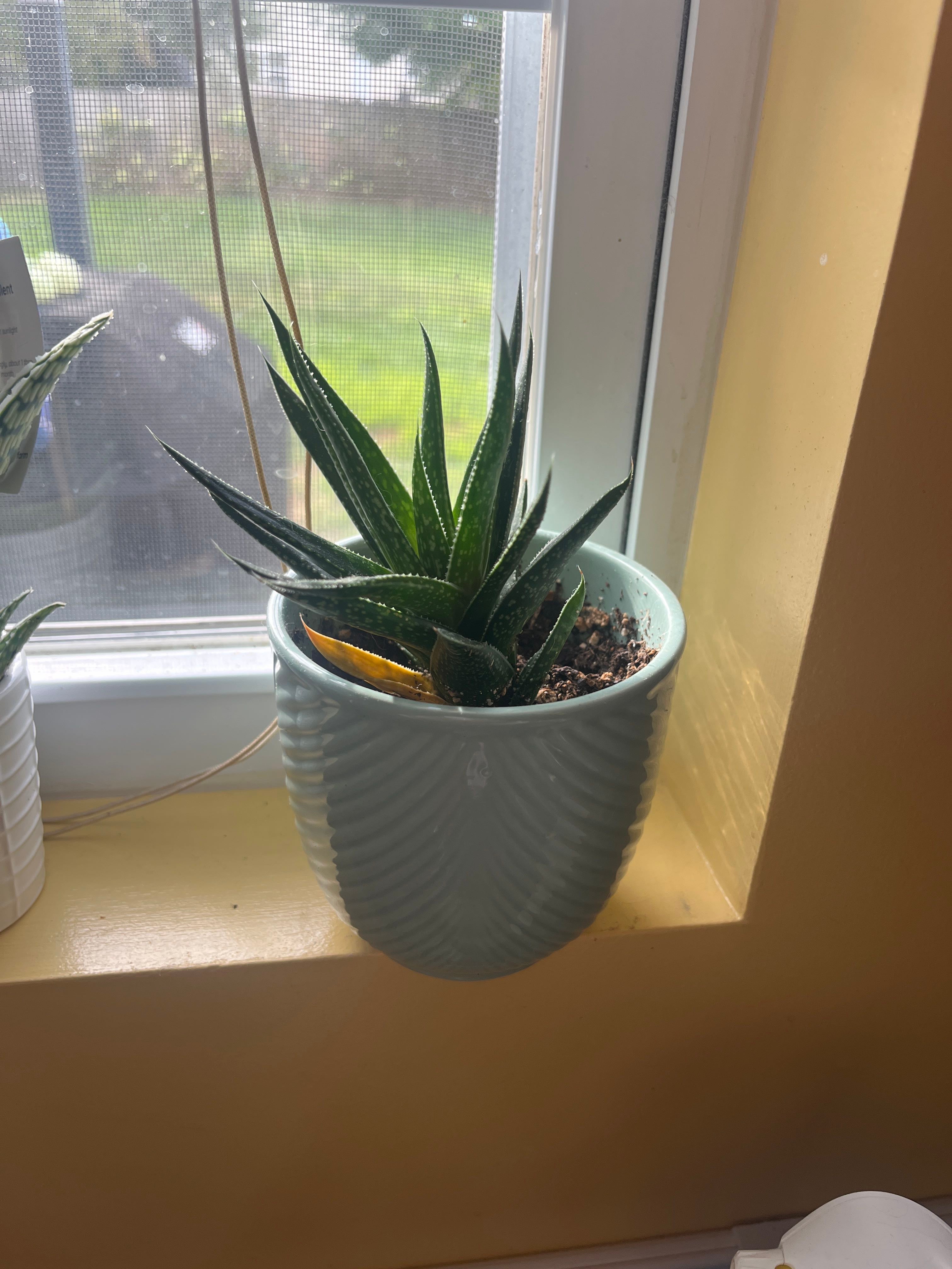 🌤 Optimal Hardiness Zones for Bredasdorp Gasteria 9a11b