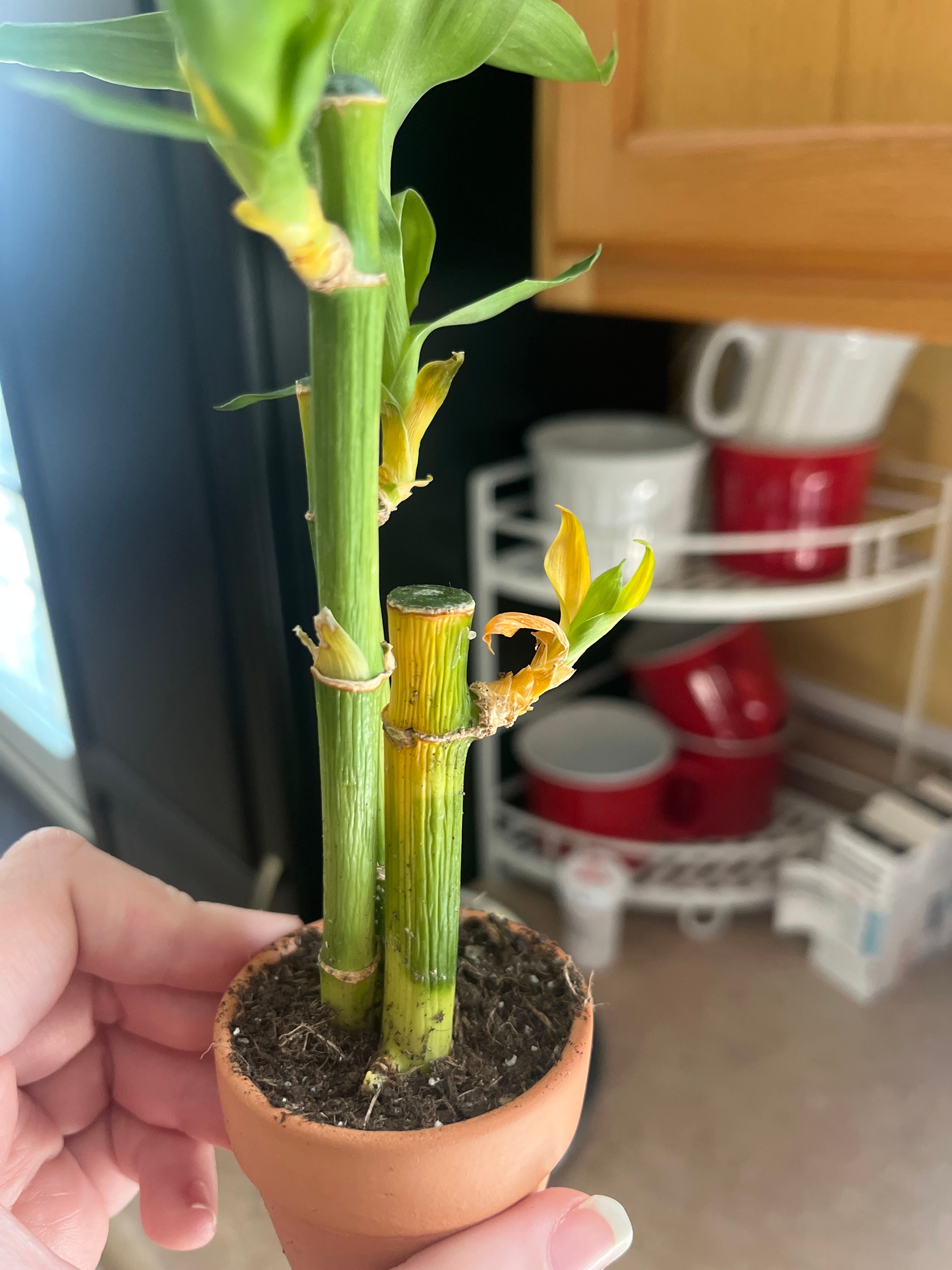 Propagating Your Lucky Bamboo: Step-by-step Guide