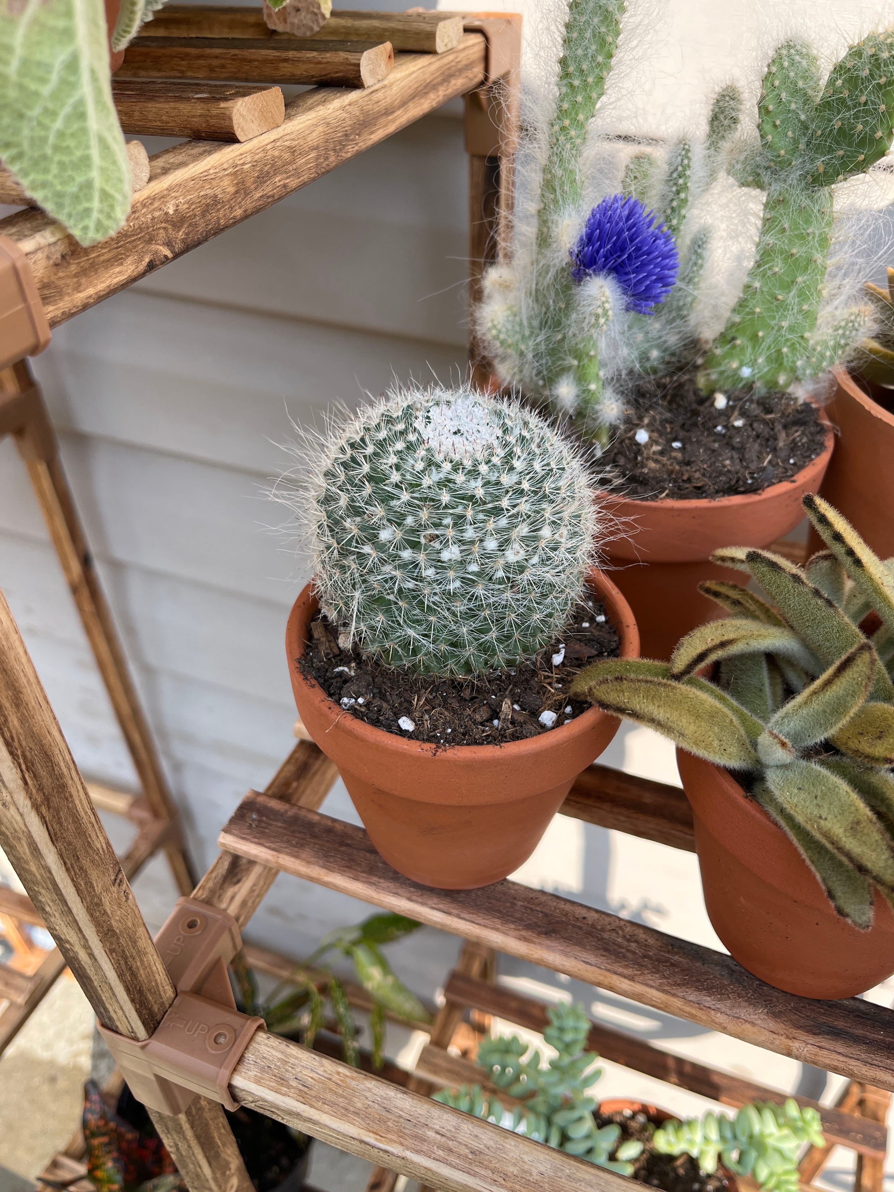 🌵 Golden Pincushion Hardiness Zones Ultimate Guide 9a11b