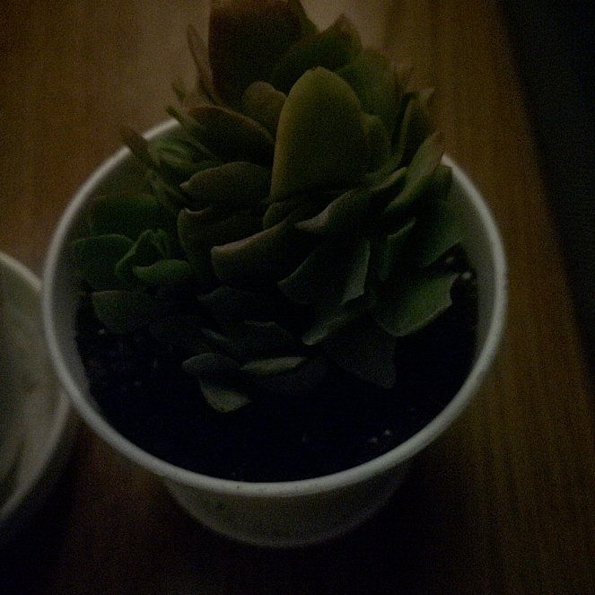 Photo of the plant species Crassula by @StarGentiansage named Caroline on Greg, the plant care app