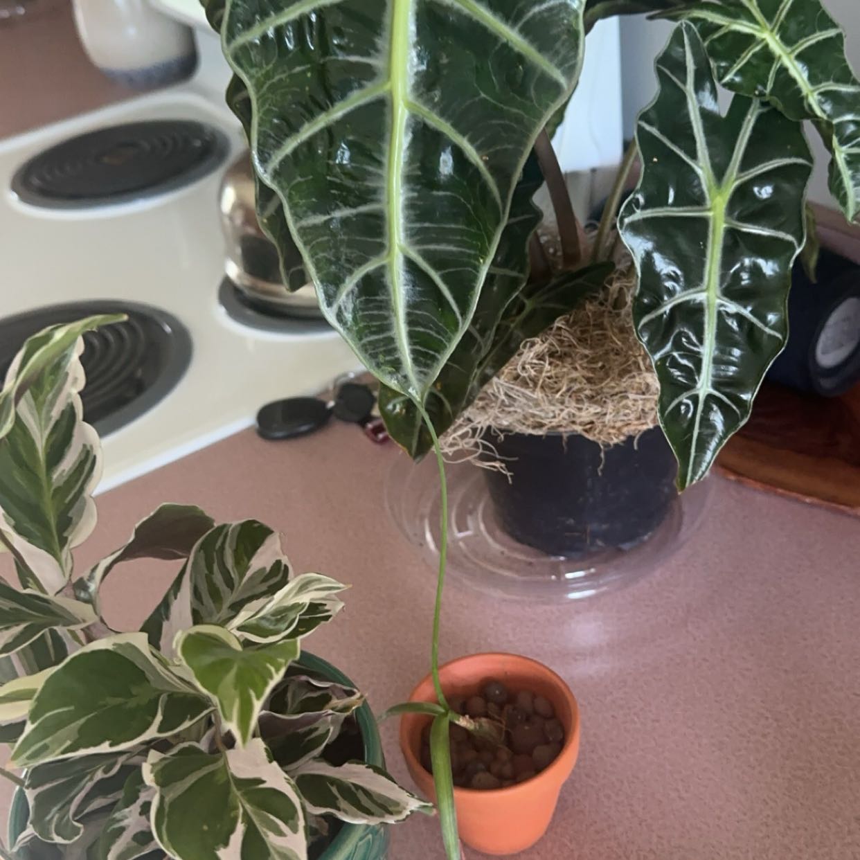 Photo of the plant species Calathea 'Stella' White Fusion by @ShowyRemuremu named Sol on Greg, the plant care app