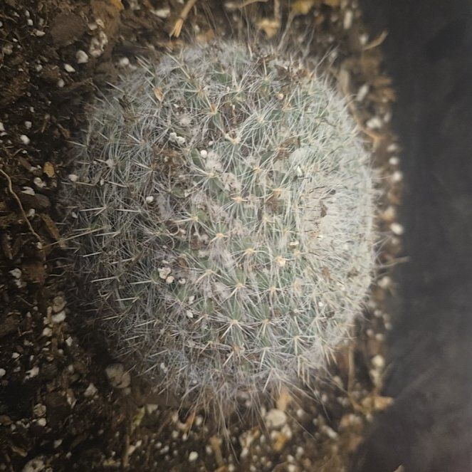 Photo of the plant species Mammillaria albilanata by @ChiefGreyalder named Bigleef Smalls on Greg, the plant care app