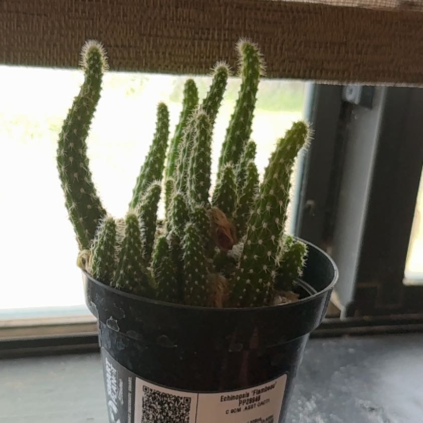 Photo of the plant species Echinopsis 'Flambeau' by @PrizedMarestail named Gregarious on Greg, the plant care app
