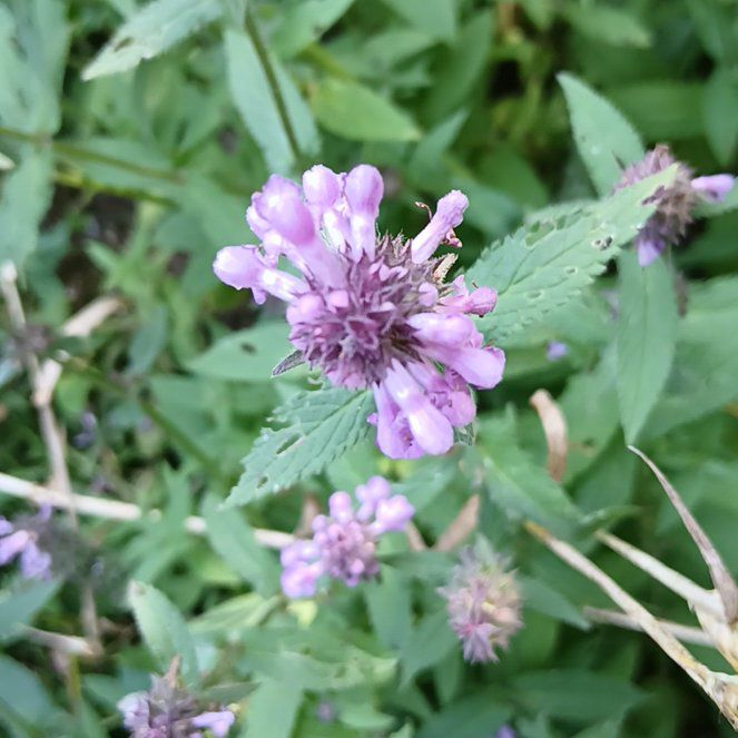 Photo of the plant species Wild Basil by @MajorSpurflower named Taylor Swift on Greg, the plant care app