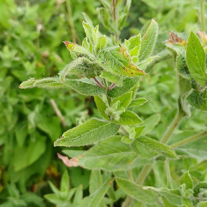 Photo of the plant species Codlins and Cream by @MajorSpurflower named Keanu Leaves on Greg, the plant care app