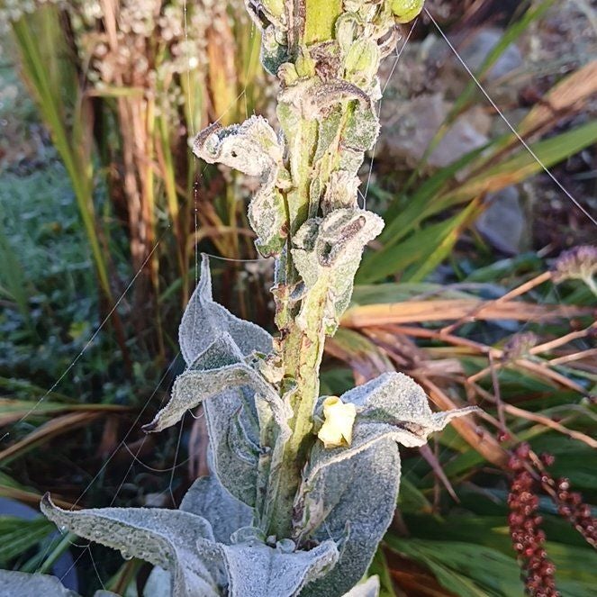 Photo of the plant species Mullein by @MajorSpurflower named Madonna on Greg, the plant care app