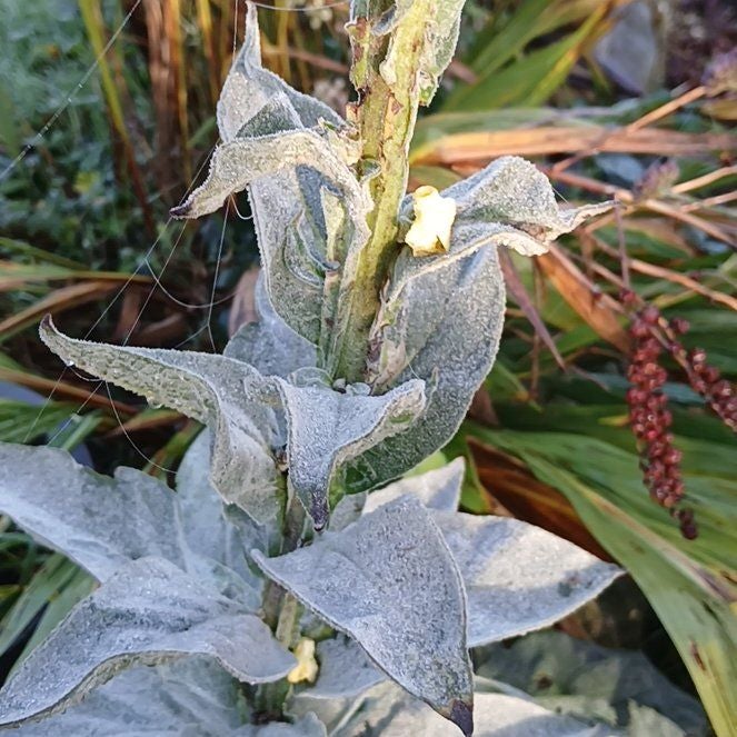Photo of the plant species Mullein by @MajorSpurflower named Prince on Greg, the plant care app