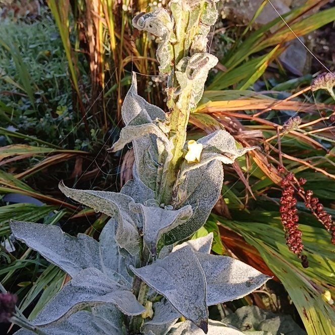 Photo of the plant species Mullein by @MajorSpurflower named Surya on Greg, the plant care app