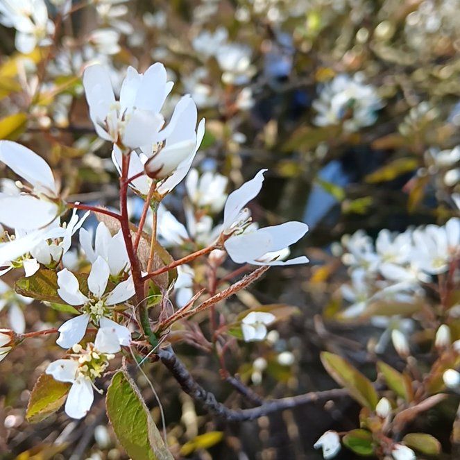 Photo of the plant species Serviceberry by @MajorSpurflower named Einstein on Greg, the plant care app