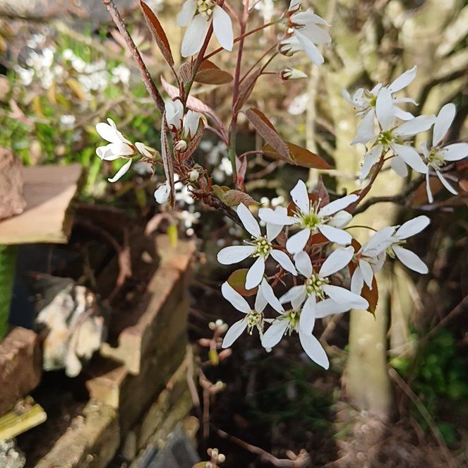 Photo of the plant species Serviceberry by @MajorSpurflower named Cleopatra on Greg, the plant care app