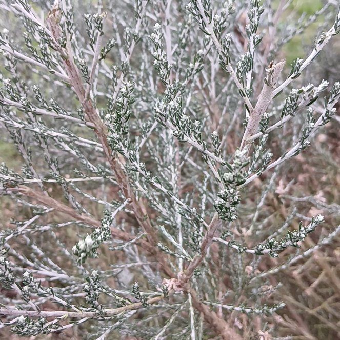 Photo of the plant species Rock Juniper by @MajorSpurflower named Oscar on Greg, the plant care app