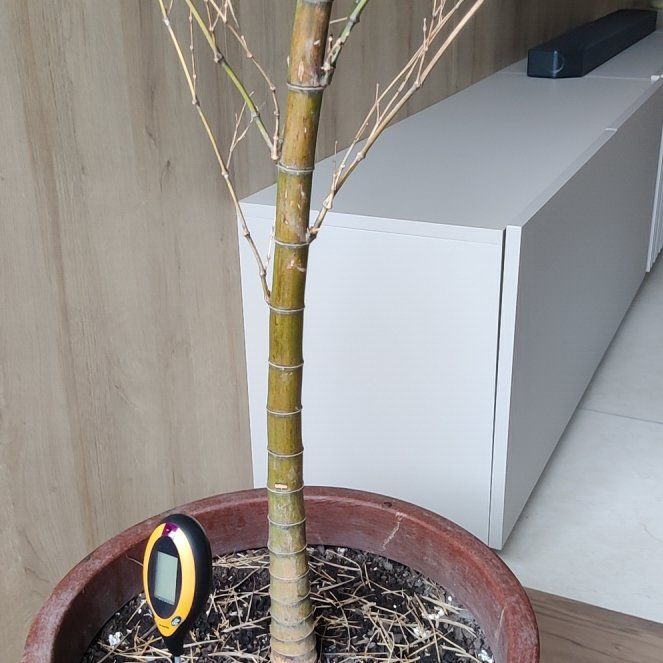 Photo of the plant species Phyllostachys Edulis by @MasterCannalily named Captain Plant-it on Greg, the plant care app