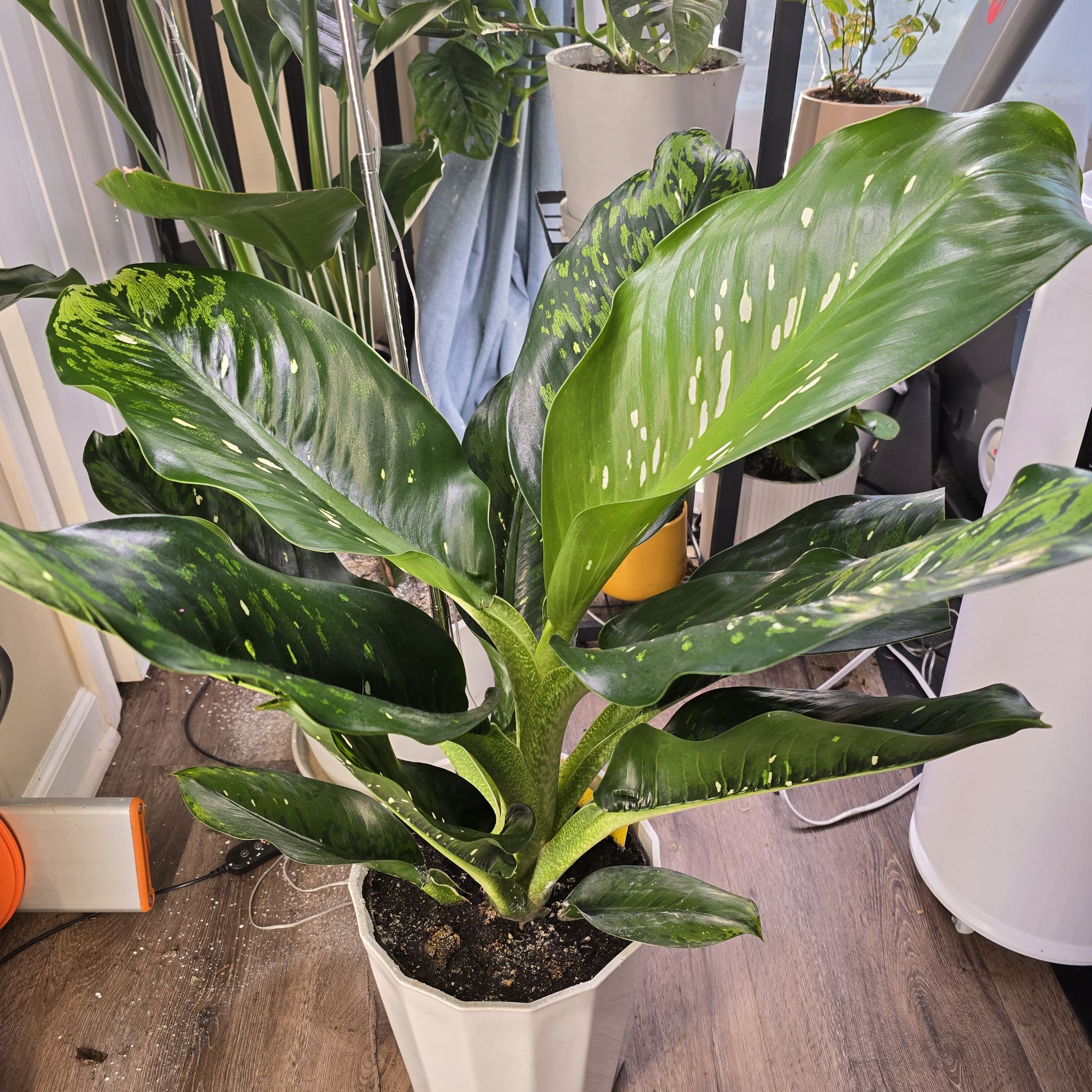Photo of the plant species Dieffenbachia 'Crocodile' by @meme88 named Nile on Greg, the plant care app