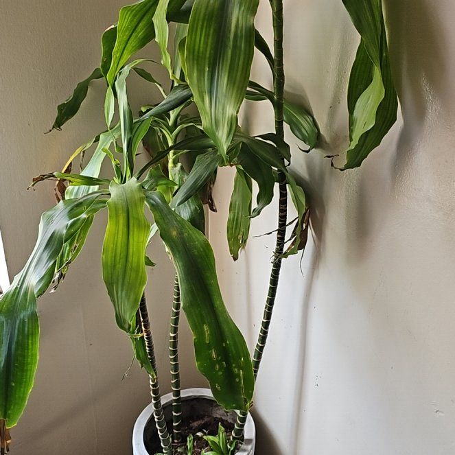 Photo of the plant species Dracaena Elegance by @UltraMira named Coco on Greg, the plant care app