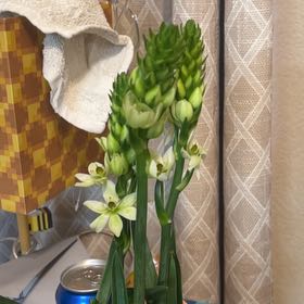 Photo of the plant species Cape-Lily by @LoyalMistystar named Sigmund on Greg, the plant care app
