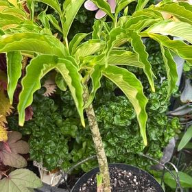 Photo of the plant species Elephant Foot Yam by @KindCrossberry named Captain Plant-it on Greg, the plant care app