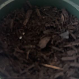 Photo of the plant species Garden Cress by @StoutRosygarlic named Walt on Greg, the plant care app