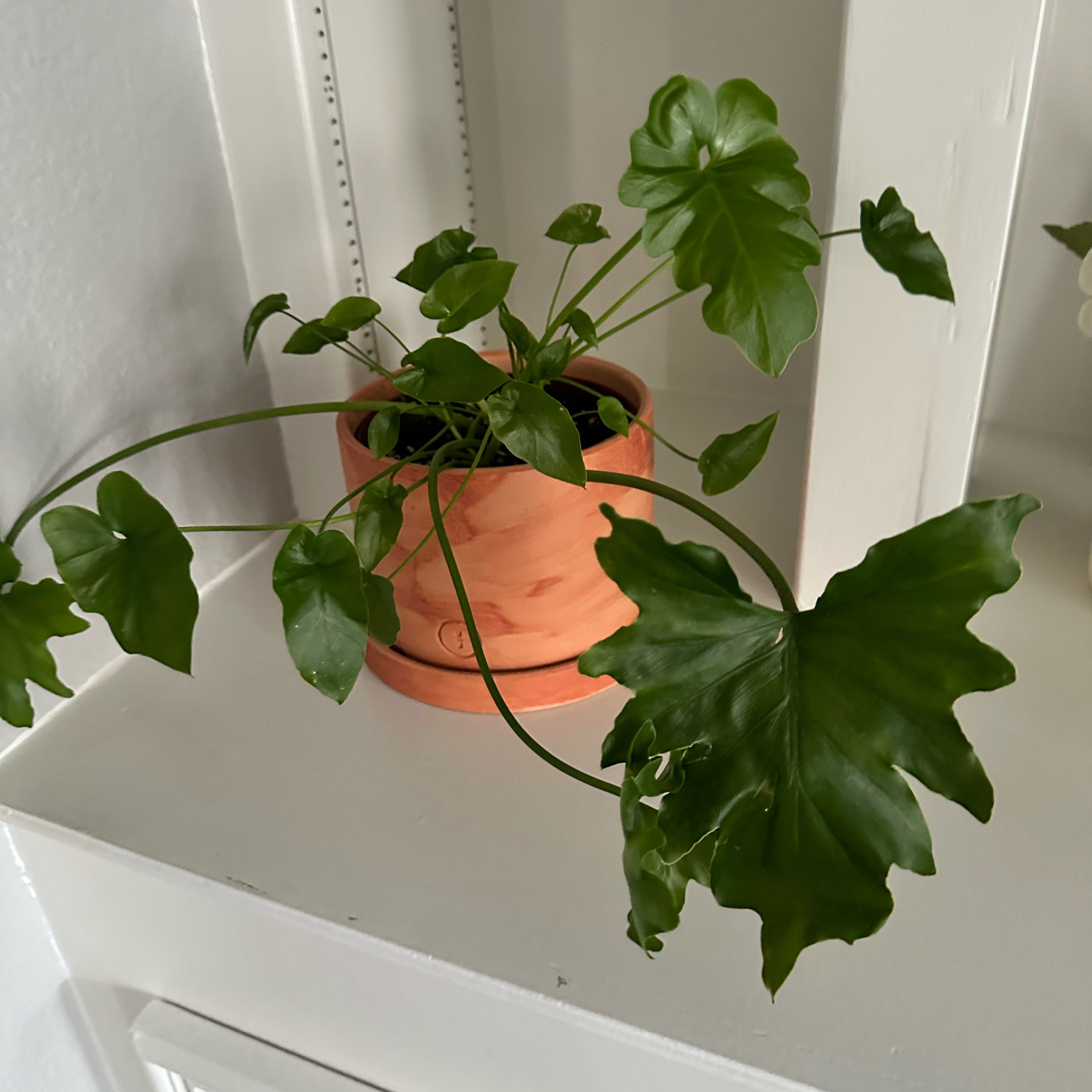 Photo of the plant species Philodendron lacerum by @IconNorwaymaple named Toothed Pilodendron on Greg, the plant care app