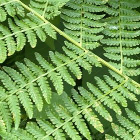 Photo of the plant species Austral Lady Fern by @PurelyNeontetra named Doja Cat on Greg, the plant care app