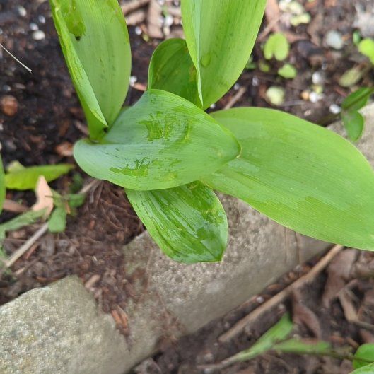 Photo of the plant species Canada Mayflower by @AssuredCyclamen named Denali on Greg, the plant care app
