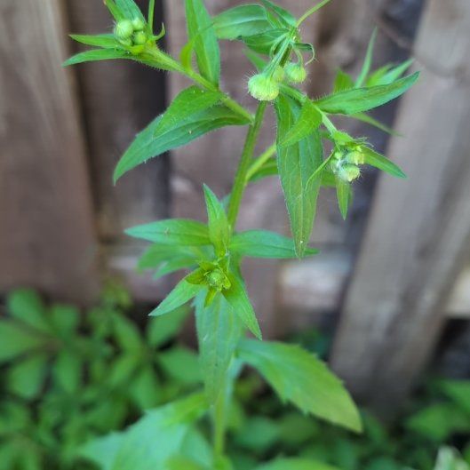Photo of the plant species Annual Fleabane by @AssuredCyclamen named Nemo on Greg, the plant care app