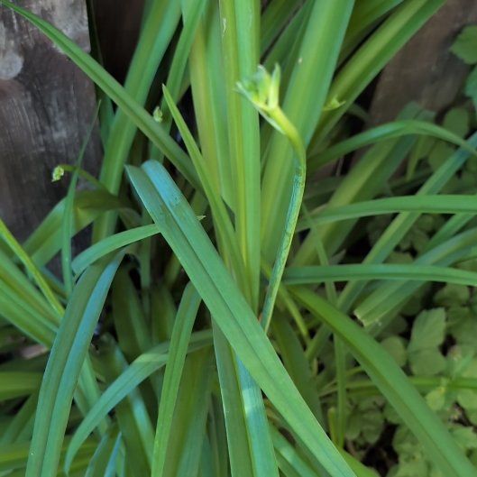 Photo of the plant species Orange Daylily by @AssuredCyclamen named Foxxy on Greg, the plant care app