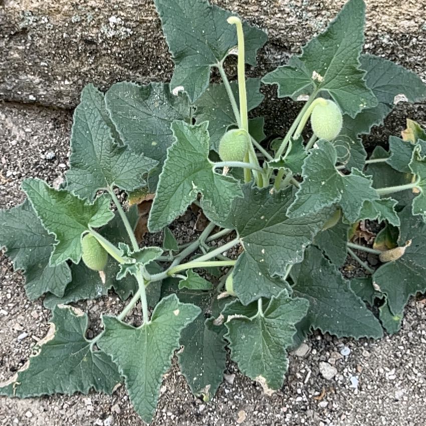 Photo of the plant species Exploding Cucumber by @YoungStomatium named Rainier on Greg, the plant care app