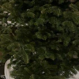 Photo of the plant species Fraser Fir by @BriskSpanishfir named Noel on Greg, the plant care app