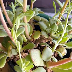 Plant care for Rock Bonsia on Greg, the plant care app