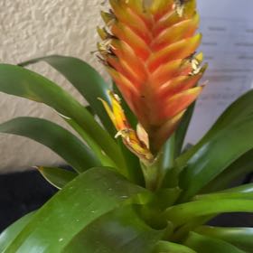 Photo of the plant species Portea nana Bromeliad by @ComicCurrytree named ChloroPhil on Greg, the plant care app