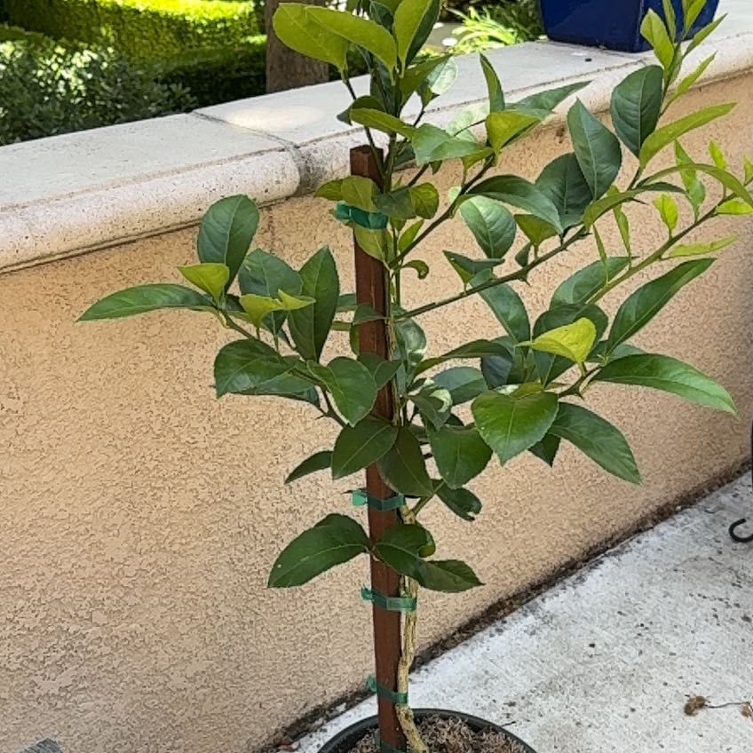 Photo of the plant species Meyer Lemon by @ChosenKahikatea named Liz Lemon 🍋 on Greg, the plant care app