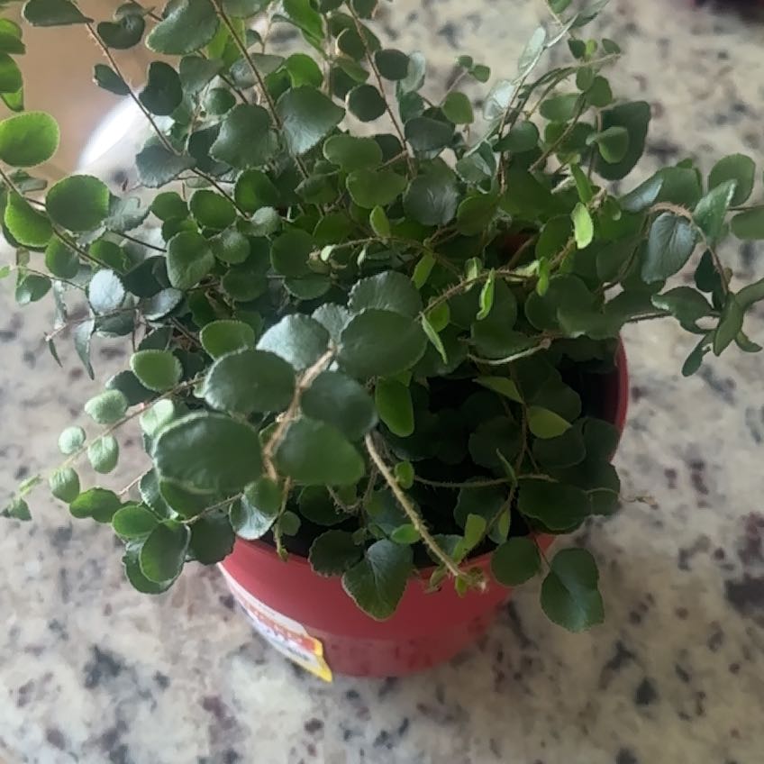 Photo of the plant species Lemon Button Fern by @SnappyWildgrape named Surya on Greg, the plant care app