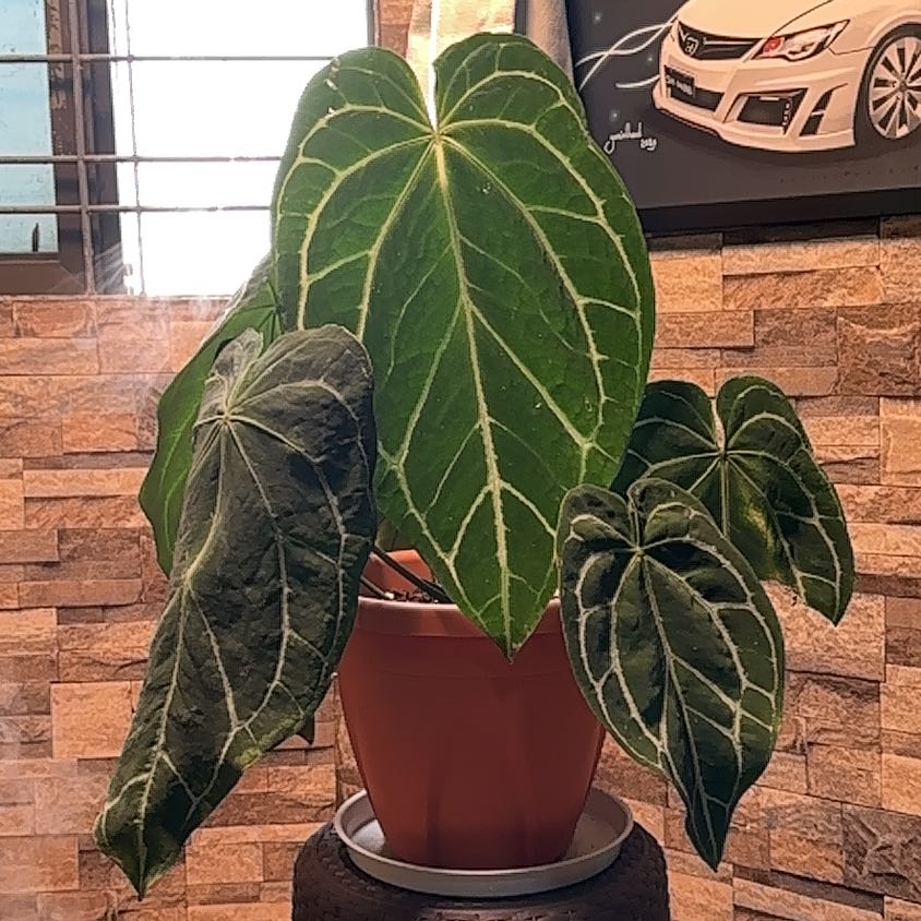 Photo of the plant species Anthurium Crystallinum 'Red' by @Acaciagreggii named Kobe on Greg, the plant care app